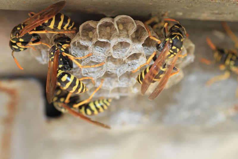 Wasp Nest Removal