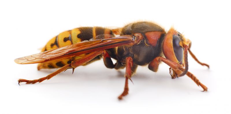Common Stinging Insects That Invade Homes
