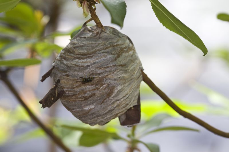 Inside a Wasp Nest