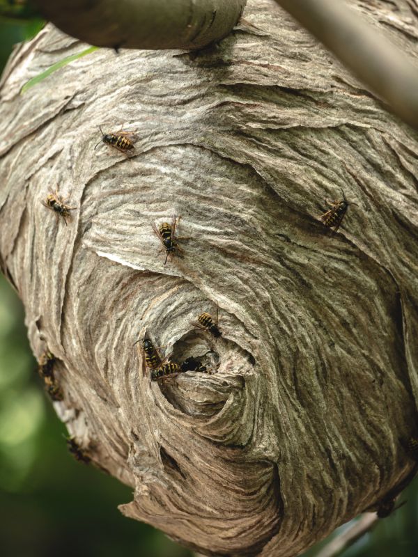 Wasp Nest Removal