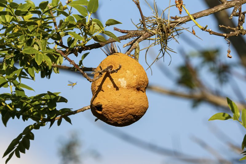Wasp Nest in Spring