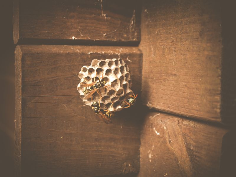 Wasp Nest in Summer
