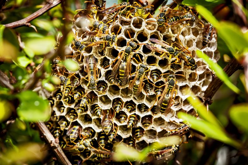 Wasp Nest in Tree Branch