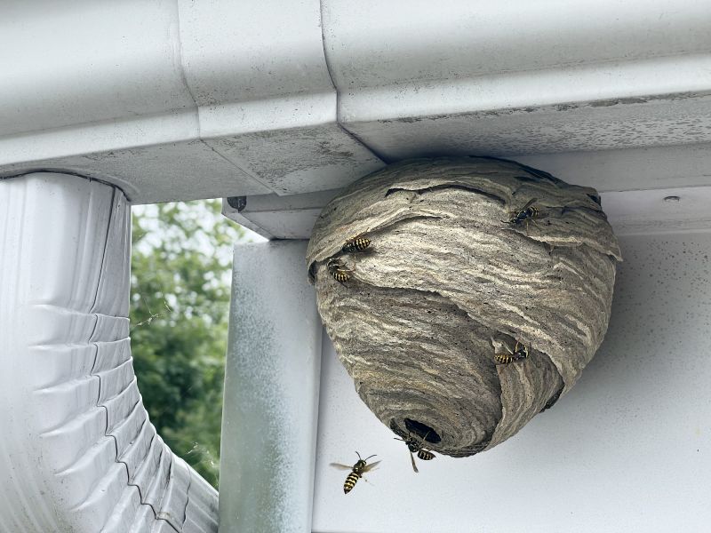 Wasp Nest in Garden
